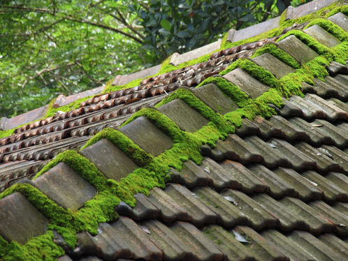 Démoussage de toiture à Remollon