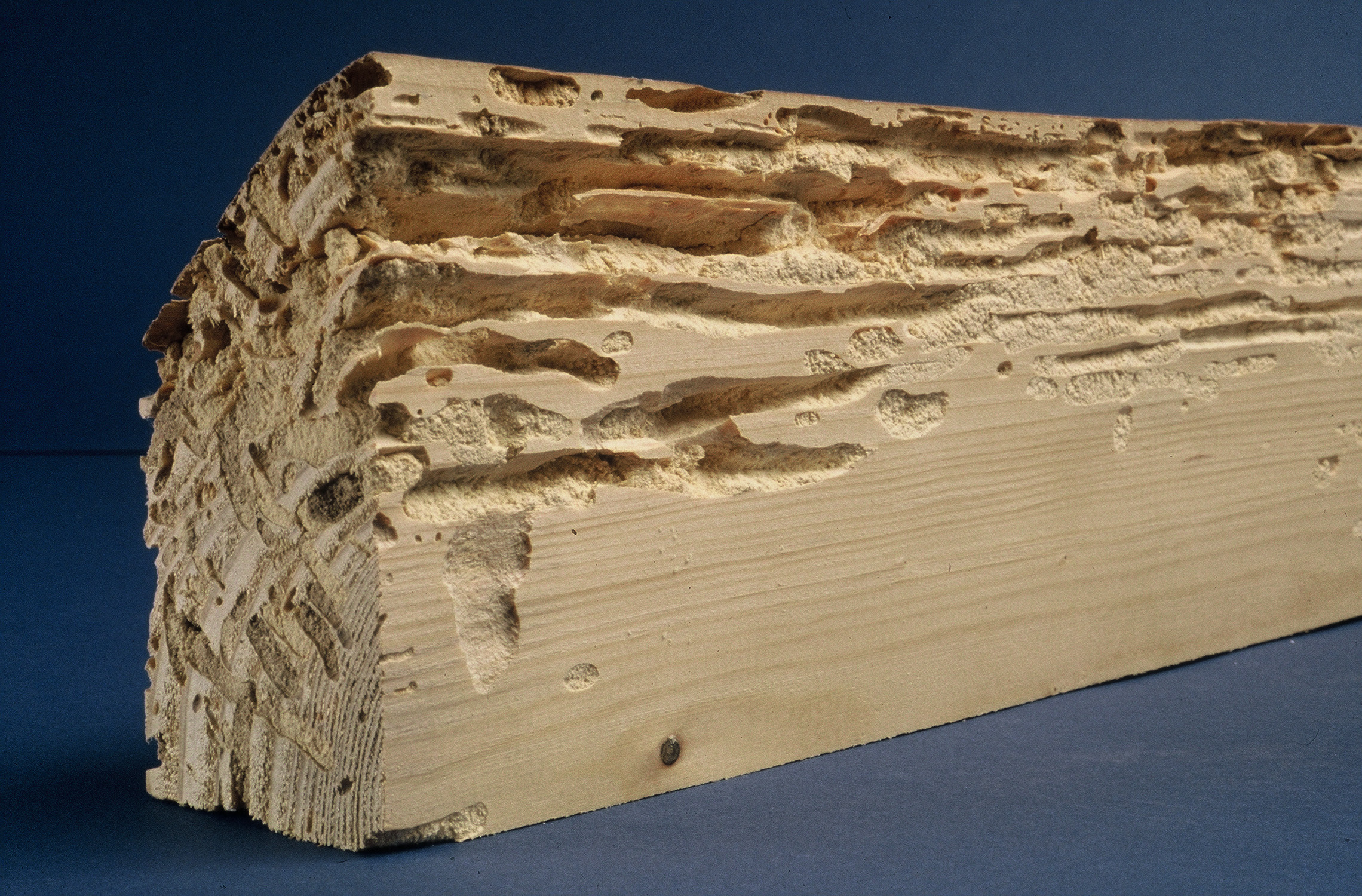 Traitement de charpente, bois à Gap
